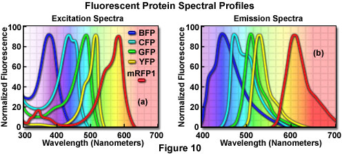 Fluorophore Spectra Chart