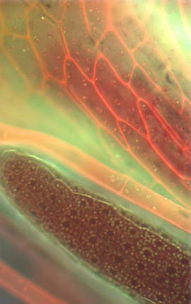 Moss Reproductive Tissue