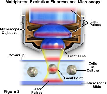 Nathaniel Ward alliance Barcelona Multiphoton Fluorescence Microscopy | Olympus LS
