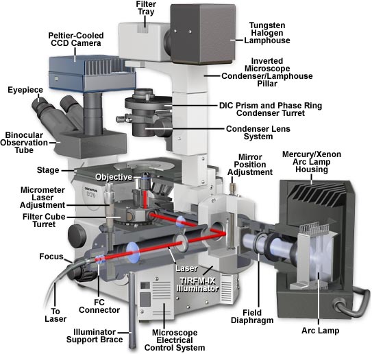 Specialized Microscopy Techniques - Olympus IX70 Microscope