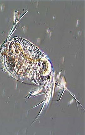 Water Flea (Simocephalus)