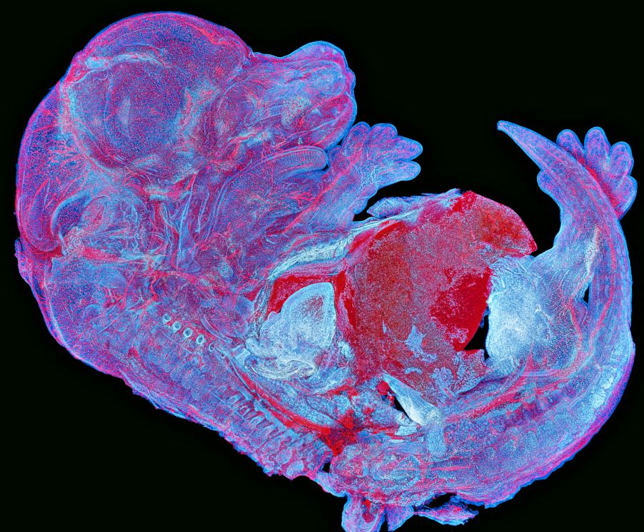 Imagem de um embrião de camundongo completo