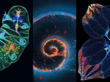 Las favoritas del IOTY: Las imágenes microscópicas más populares de febrero de 2023