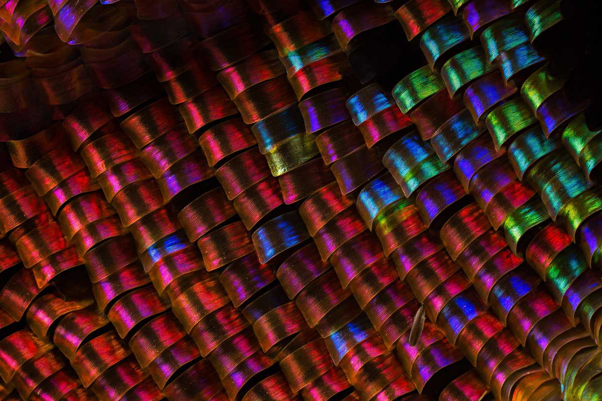 ニシキオオツバメガの羽の鱗粉。画像提供：Waldo Nell氏。