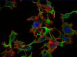 Seis consejos para el procesamiento de imágenes de células vivas con fluorescencia