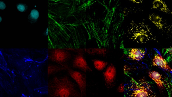 Multiplexing und Bildgebung tiefer Gewebeschichten mit konfokaler Nahinfrarot-Laser-Scanning-Mikroskopie