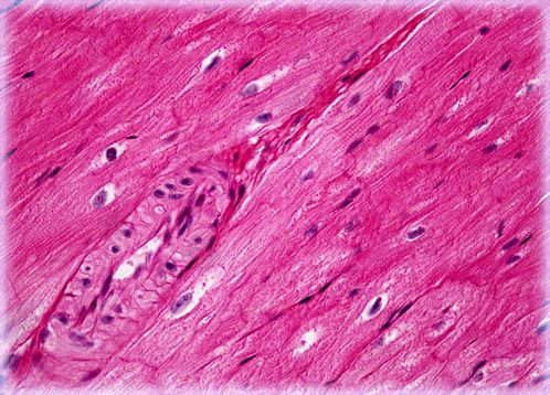 animal muscle tissue