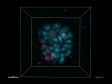 FV3000による未分化ES細胞タイムラプスイメージング：新しい蛍光プローブFucci（CA）による細胞周期解析に貢献