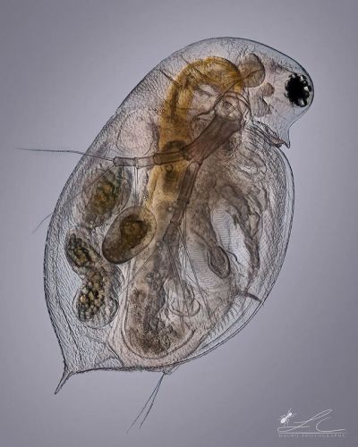 Daphnia under a microscope