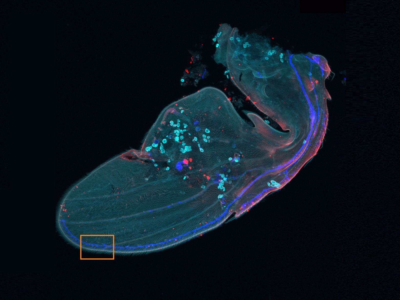 Übersichtsbild eines Drosophila-Flügels
