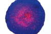Fluoreszenzbildanalyse – Assay auf lebende und tote Zellen in Sphäroiden