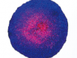 스페로이드의 형광 이미지 분석-살아있는/죽은 세포 분석