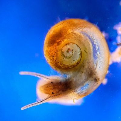 Freshwater snail under a microscope