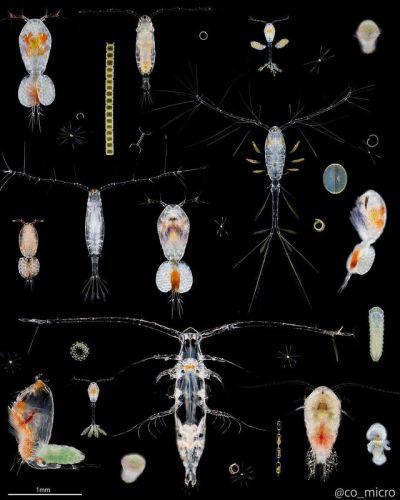Plankton unter einem Mikroskop