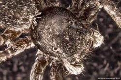 Araña saltadora/caza moscas bajo un microscopio (Salticidae)