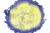 Análise de imagens fluorescentes — Divisão celular em esferoides