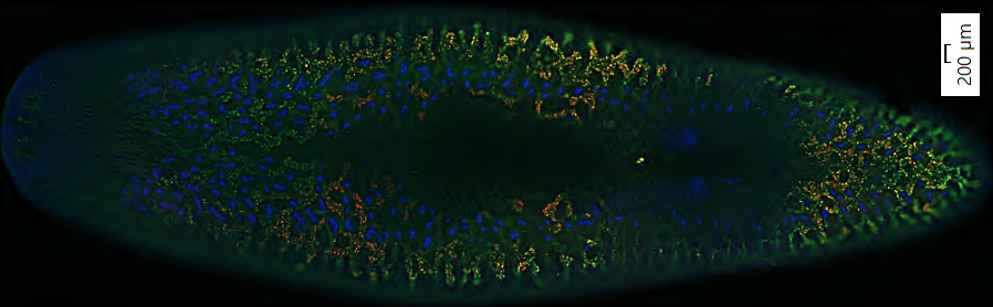 S. mediterranea stained with double fluorescent (red and green) in situ hybridization, counterstained with DAPI, and scanned at 10X magnification with online deblur