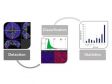Flujo de trabajo analítico para ensayos de células vivas/muertas 3D