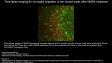 IX83: Brain Slice Culture Glia Cell