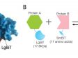 使用NanoBiT技术进行的蛋白质相互作用细胞内定位成像