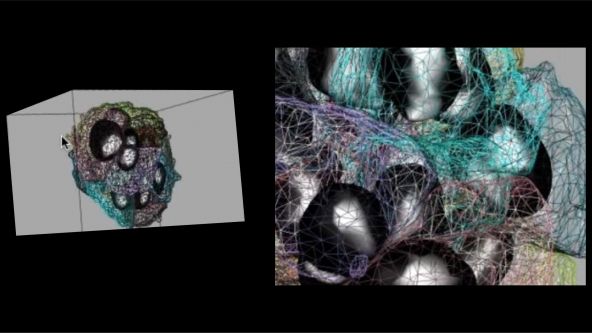 3D Segmentation for Fluorescence Images: From Qualitative to Quantitative
