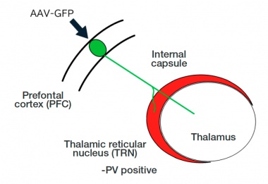 Figure 1. Schéma montrant comment les axones neuronaux pénètrent dans le thalamus depuis le cortex préfrontal à travers le noyau réticulaire thalamique. Le noyau réticulaire thalamique agit comme une porte menant vers le thalamus.