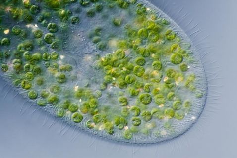 Ciliate paramecium bursaria with algae