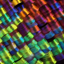 Moth wing scales under the microscope