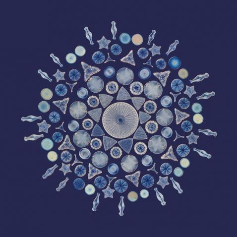 Composition de diatomées observée au microscope