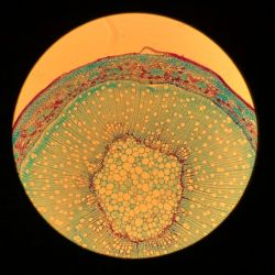 Woody willow branch under a microscope