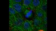SpinSR10: Mitotic cultured epithelial cell. (Chromosome: Blue, Tubulin: Green, ZO1: Red)