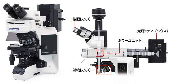 図1 正立型落射蛍光顕微鏡