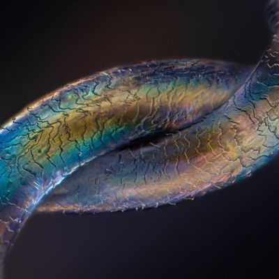 Imagem aumentada por microscópio de um fio de cabelo com um nó