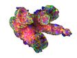 Analyse 3D d’organoïdes tumoraux dérivés de patients