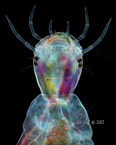 Käfer unter dem Mikroskop