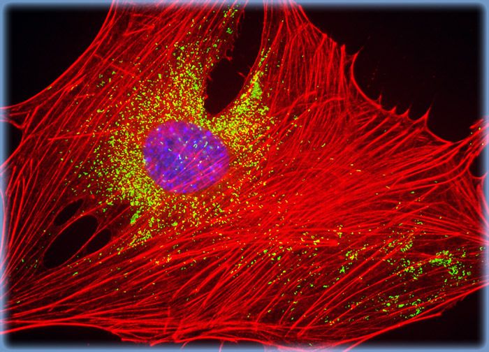 Embryonic Swiss Mouse Fibroblast Cells (3T3)