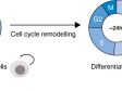 Monitoramento da dinâmica do ciclo celular durante a diferenciação de células-tronco com a tecnologia de aprendizagem profunda TruAI™ do sistema scanR