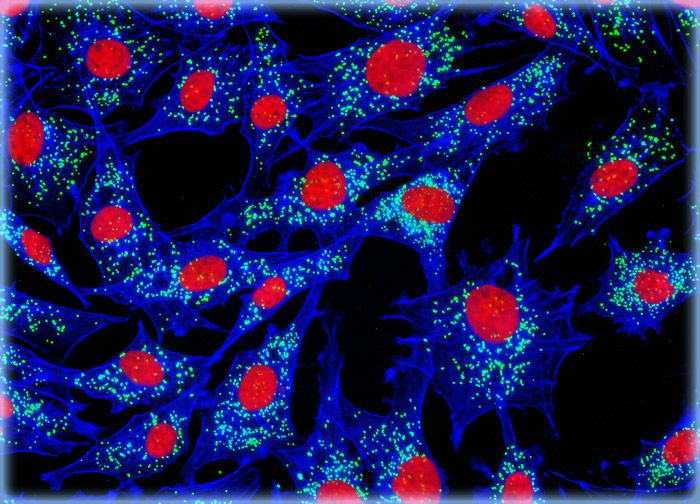 Transformed Chicken Embryo Fibroblast Cells (UMNSAH/DF-1 Line)